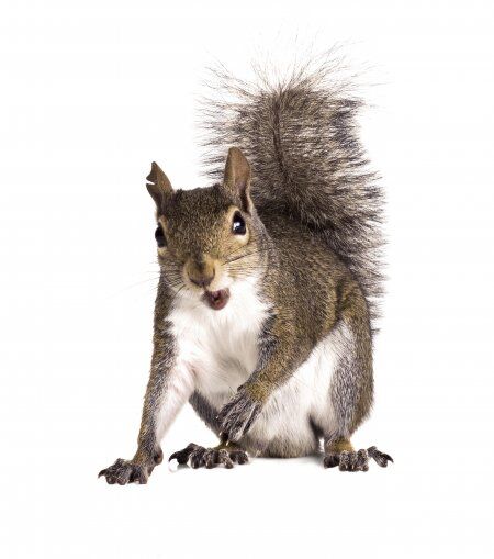 Squirrel Removal for Southwest Michigan and Northern Indiana